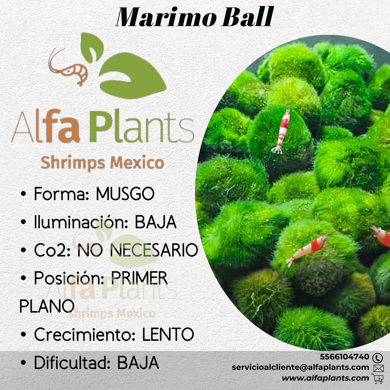 Marimo Ball