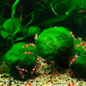 Marimo Ball