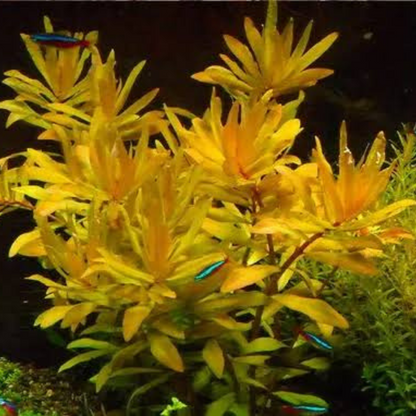 Nesaea Pedicellata sp. Golden