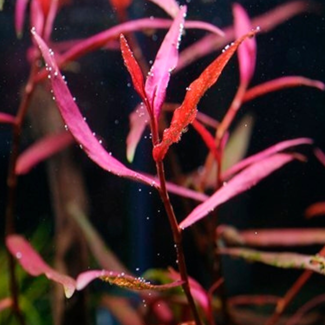 Polygonum Kawageoanum