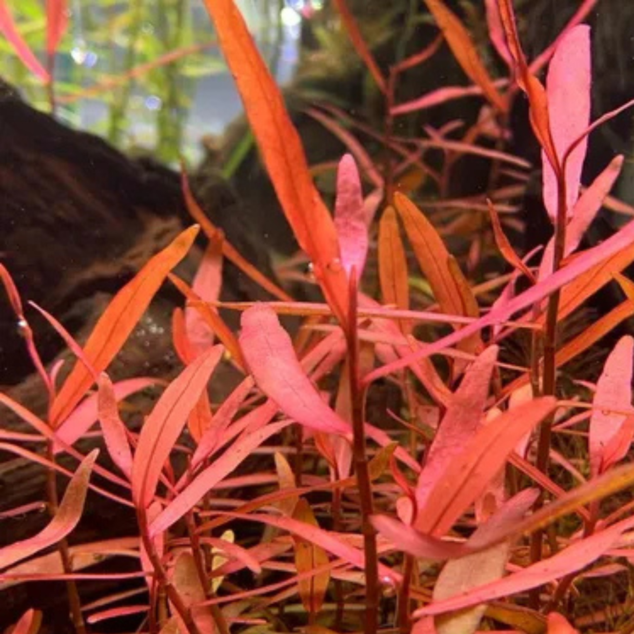Polygonum Kawageoanum