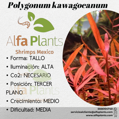 Polygonum Kawagoeanum