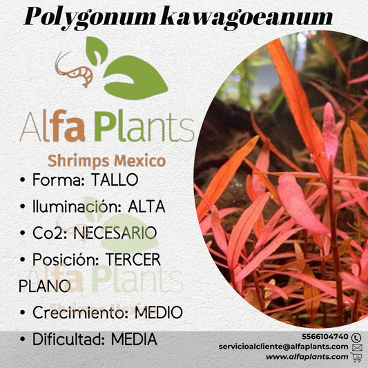 Polygonum Kawagoeanum