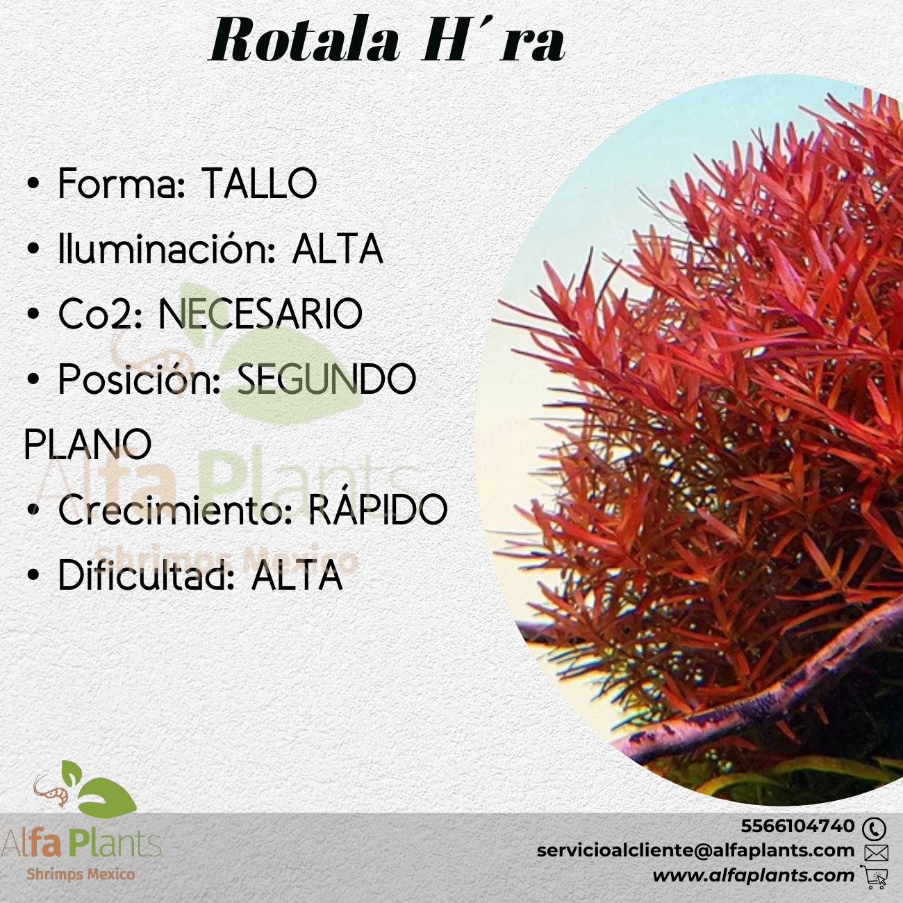 Rotala Hra