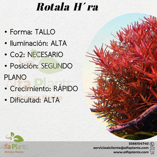 Rotala Hra