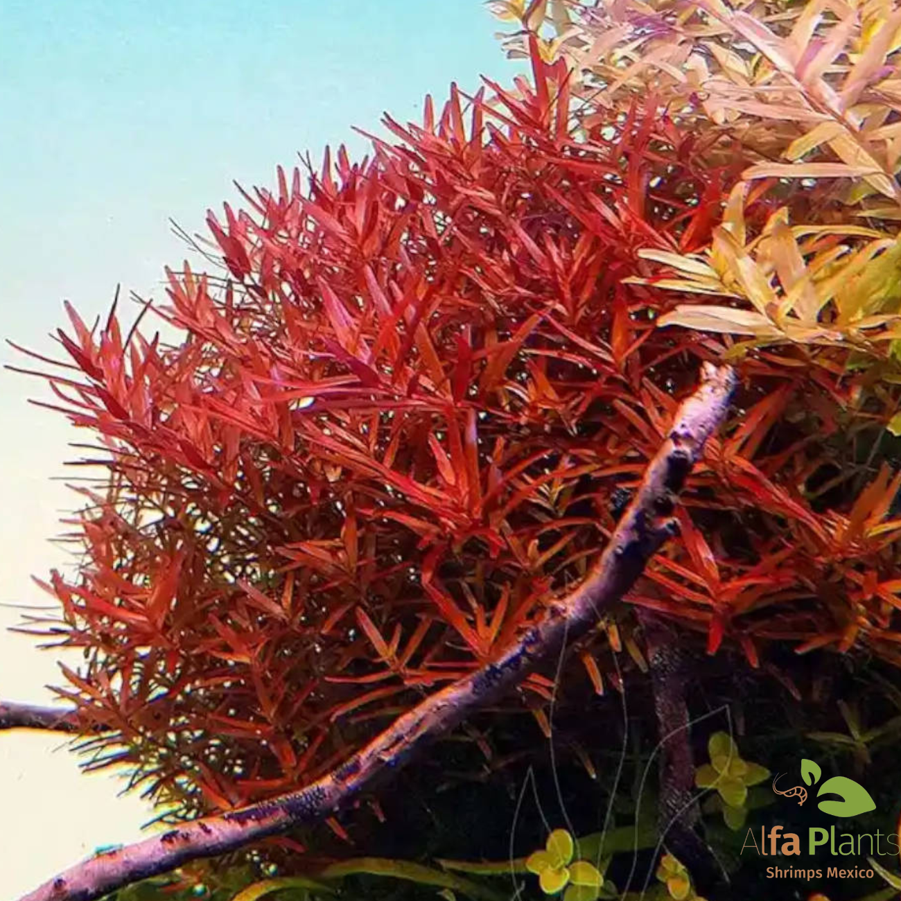Rotala Hra