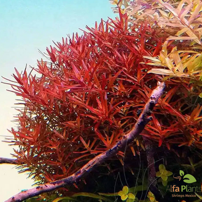 Rotala Hra