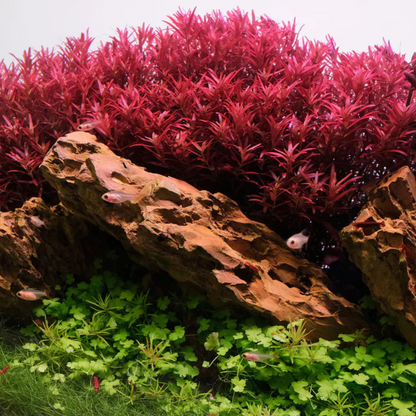 Rotala Rotundifolia sp.  Blood Red