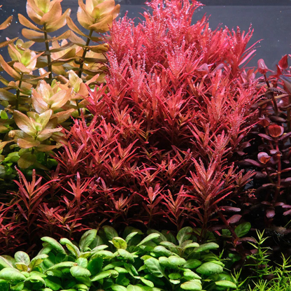 Rotala Rotundifolia sp.  Blood Red