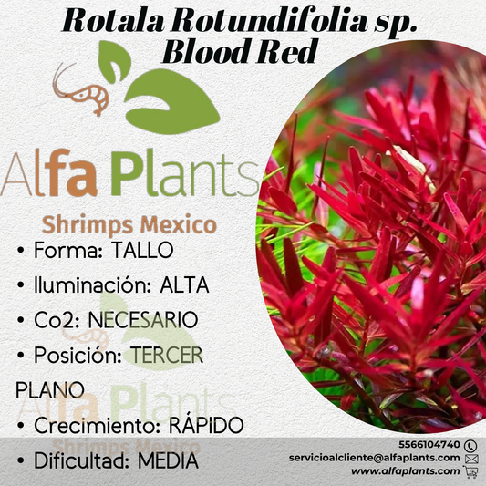 Rotala Rotundifolia sp.  Blood Red