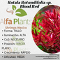 Rotala Rotundifolia sp.  Blood Red