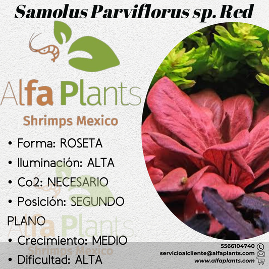 Samolus Parviflorus sp. Red