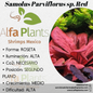 Samolus Parviflorus sp. Red