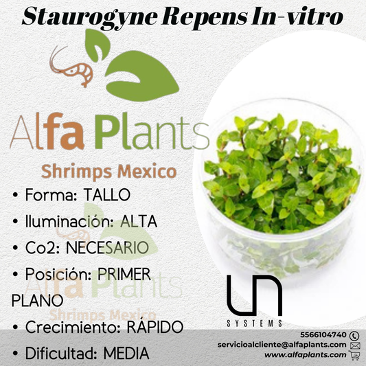 Staurogyne Repens In-Vitro Ultum Nature Systems