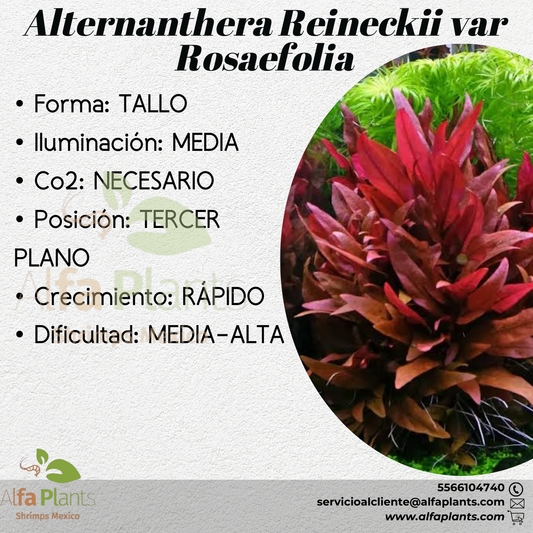 Alternanthera Reineckii var. Rosaefolia