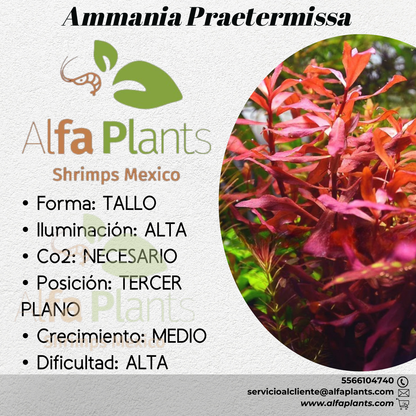 Ammania Praetermissa