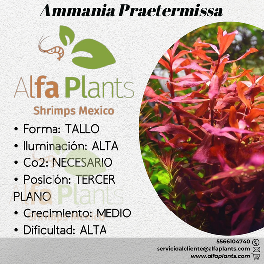 Ammania Praetermissa