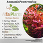Ammania Praetermissa