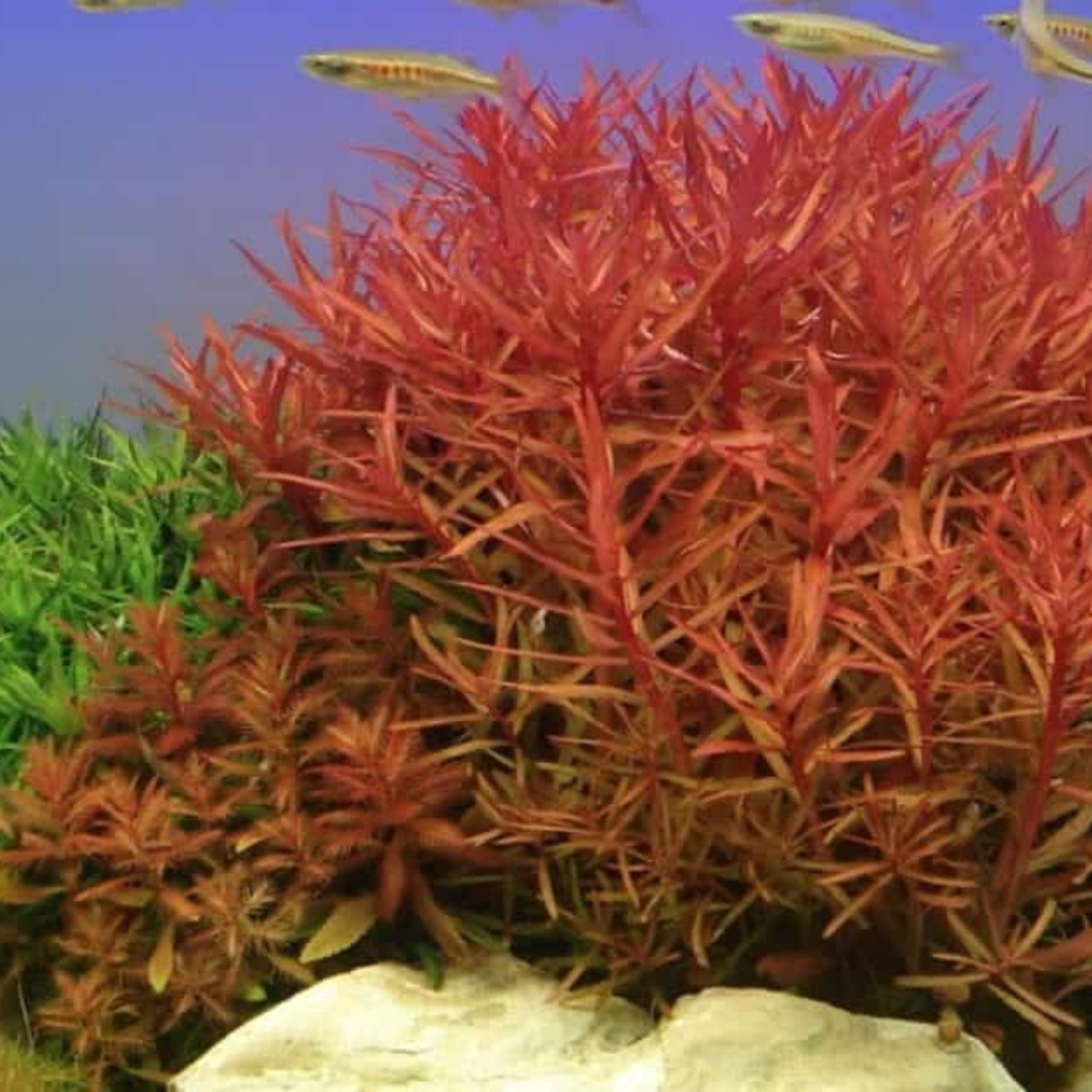 Ammania Praetermissa