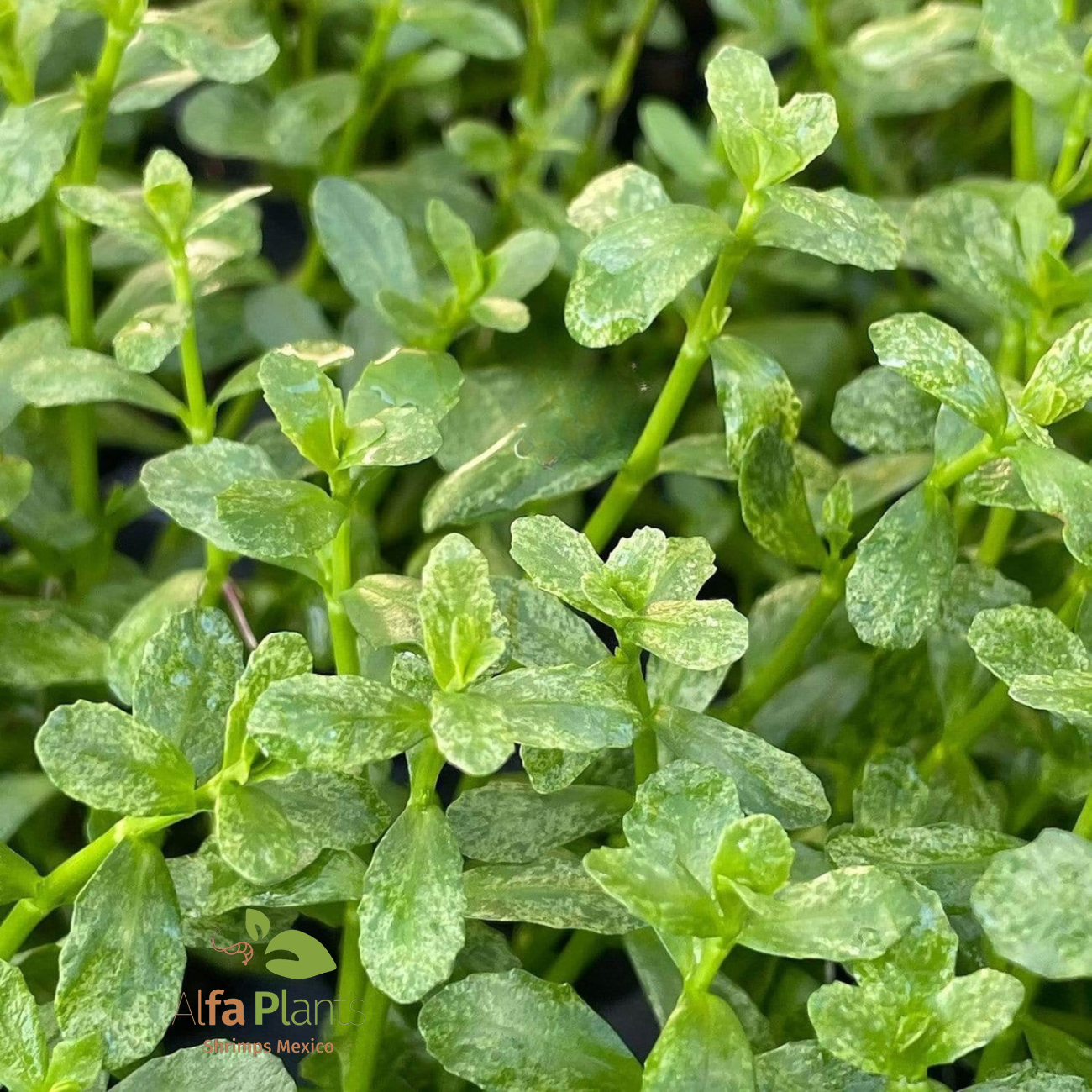 Bacopa Monnieri sp. Variegatus