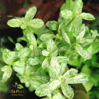 Bacopa Monnieri sp. Variegatus