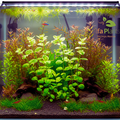 Bacopa Monnieri sp. Variegatus