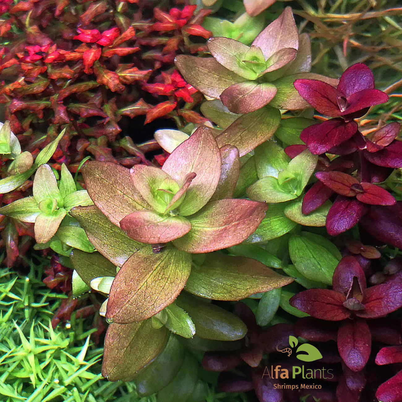 Bacopa Salzmanii