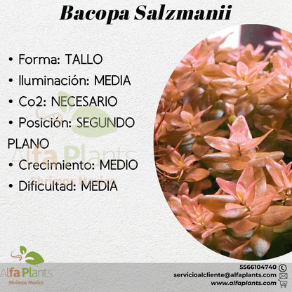 Bacopa Salzmanii