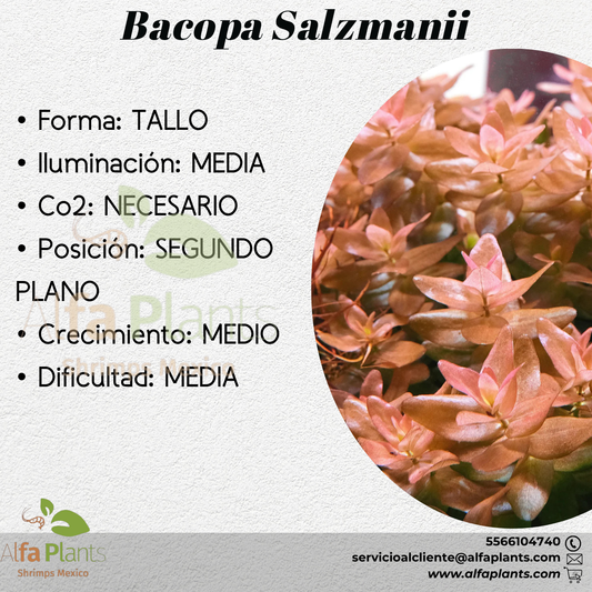 Bacopa Salzmanii