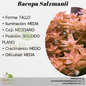 Bacopa Salzmanii