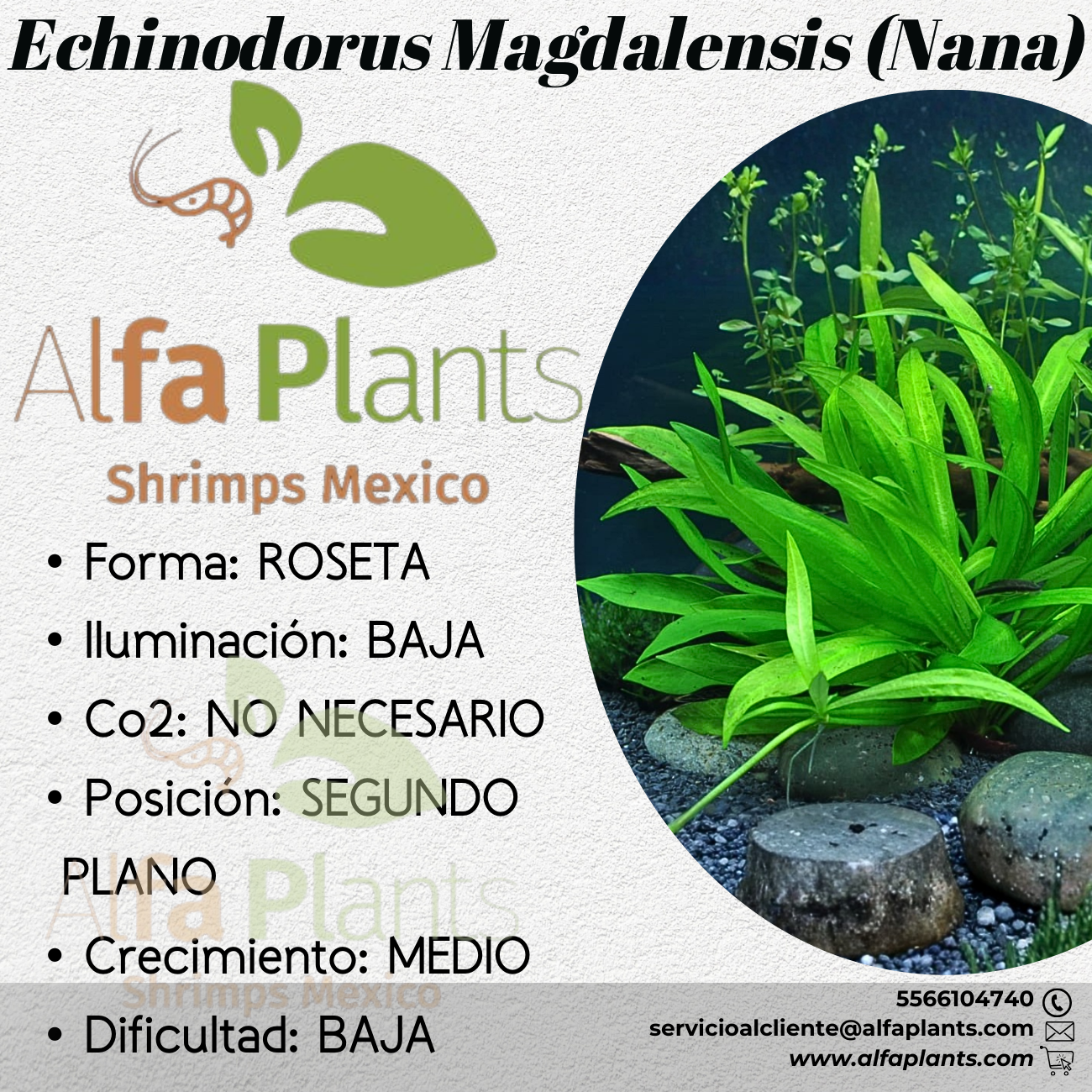 Echinodorus Magdalensis