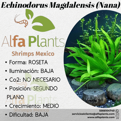 Echinodorus Magdalensis