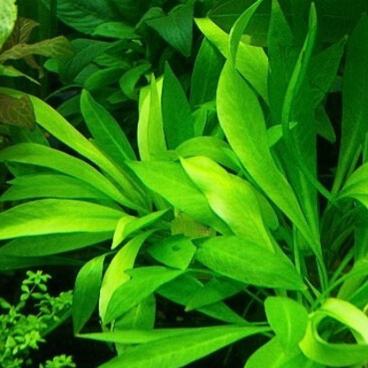 Echinodorus Magdalensis