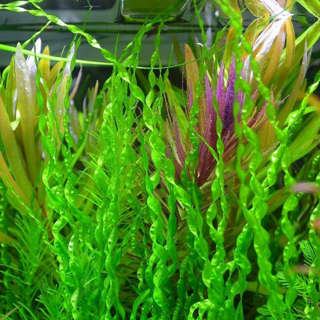 Echinodorus Vesuvius