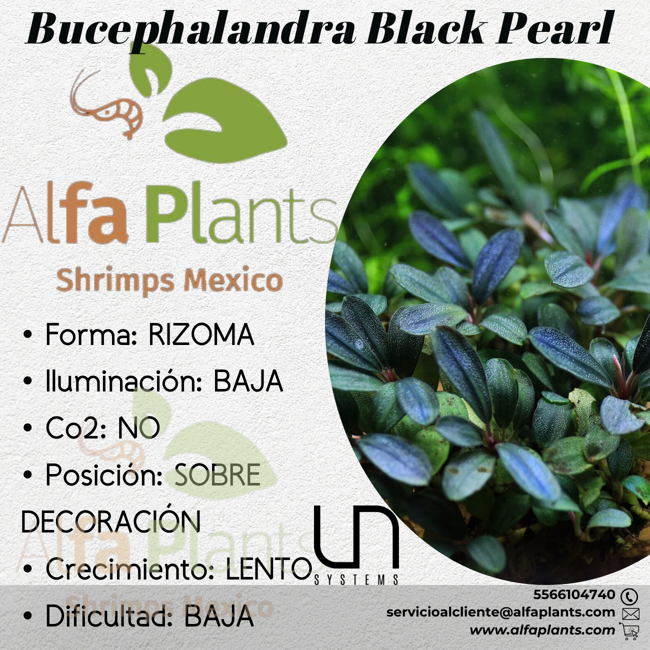 Bucephalandra Black Pearl