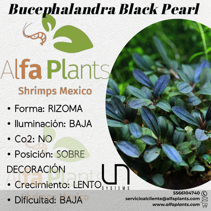 Bucephalandra Black Pearl