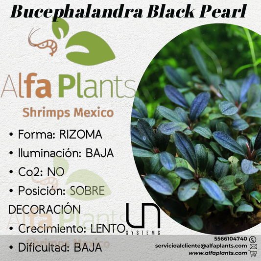 Bucephalandra Black Pearl