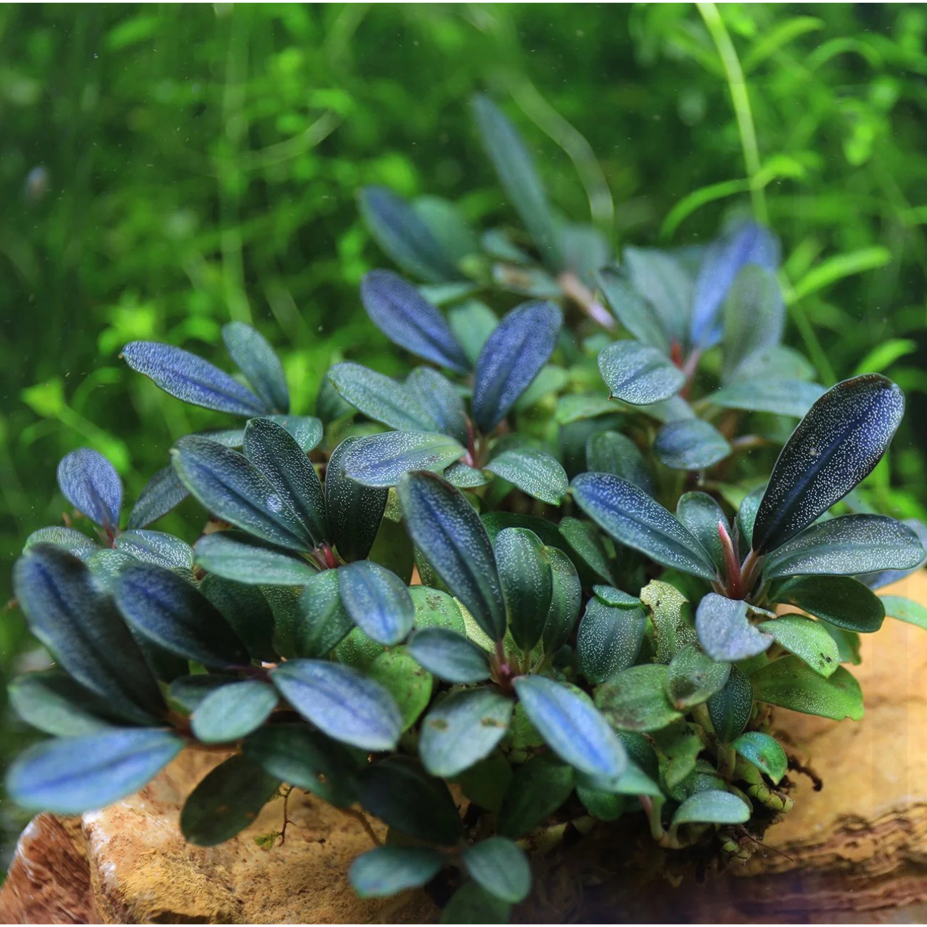 Bucephalandra Black Pearl