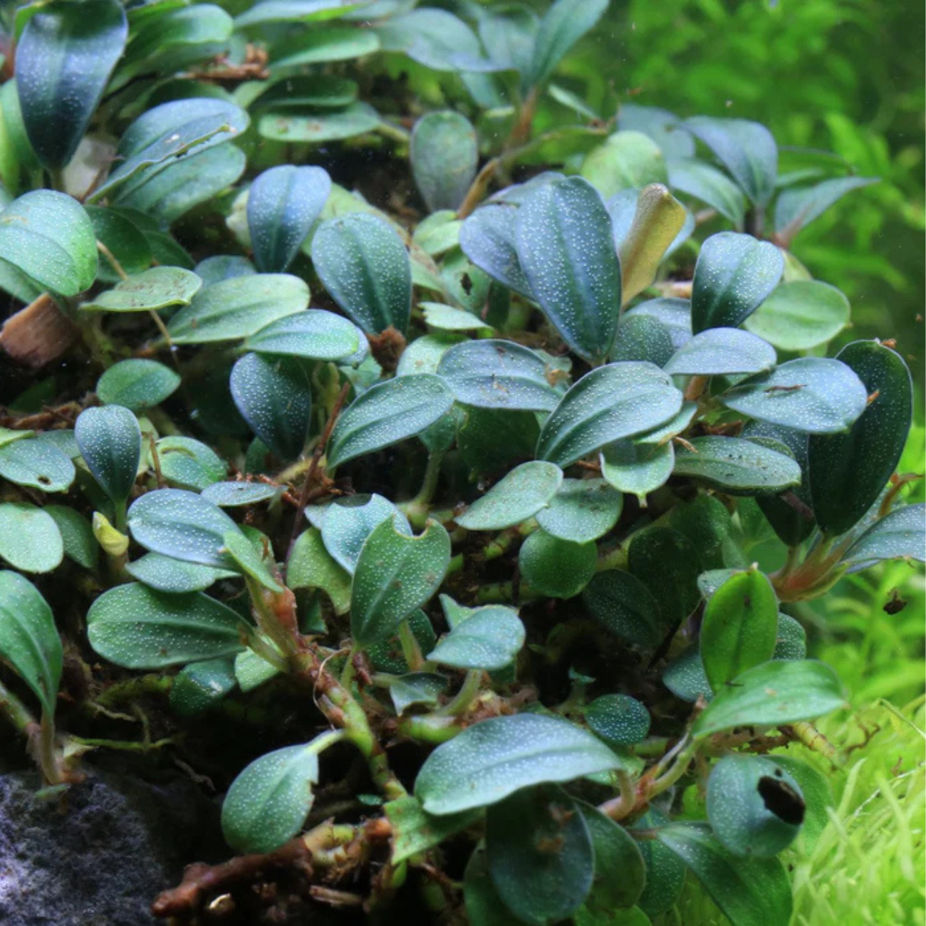 Bucephalandra Black Pearl