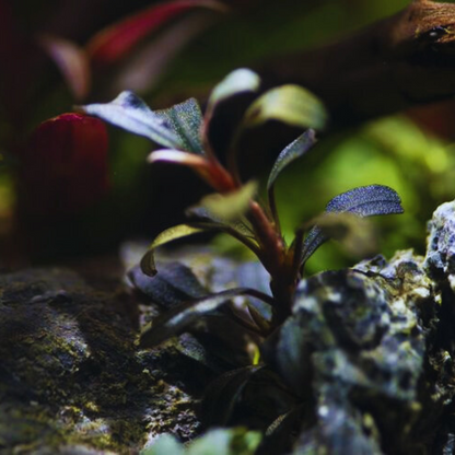 Bucephalandra Black Pearl