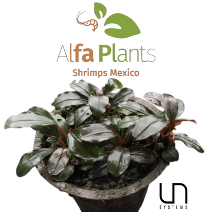 Bucephalandra Black Pearl