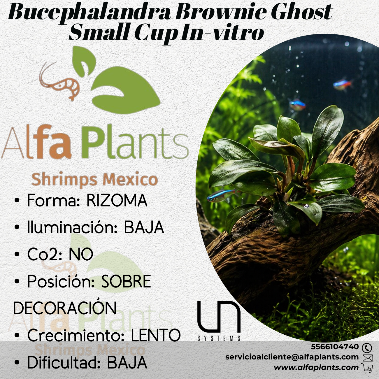 Bucephalandra Brownie Ghost Small Cup In-vitro