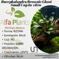 Bucephalandra Brownie Ghost Small Cup In-vitro