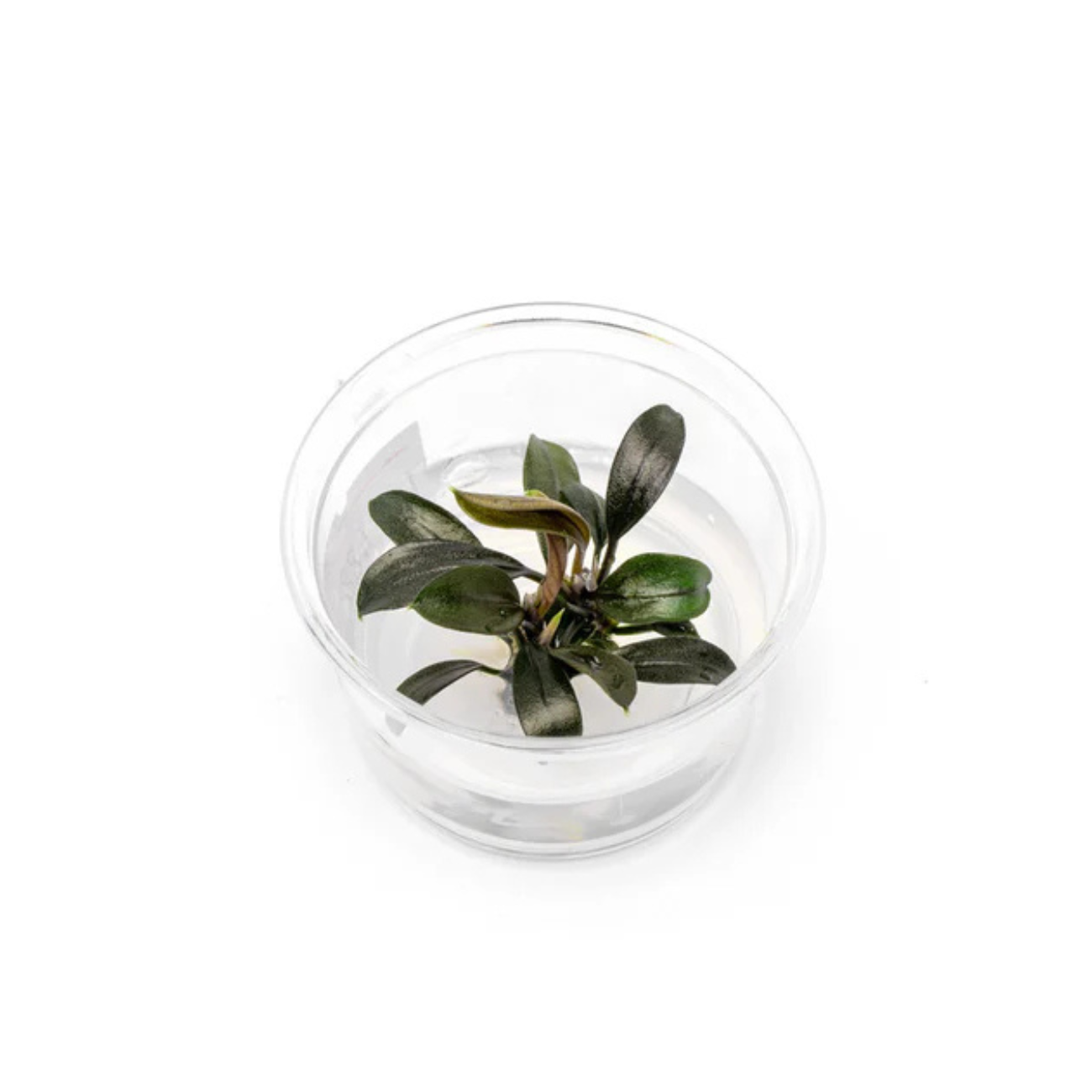 Bucephalandra Brownie Ghost Small Cup In-vitro