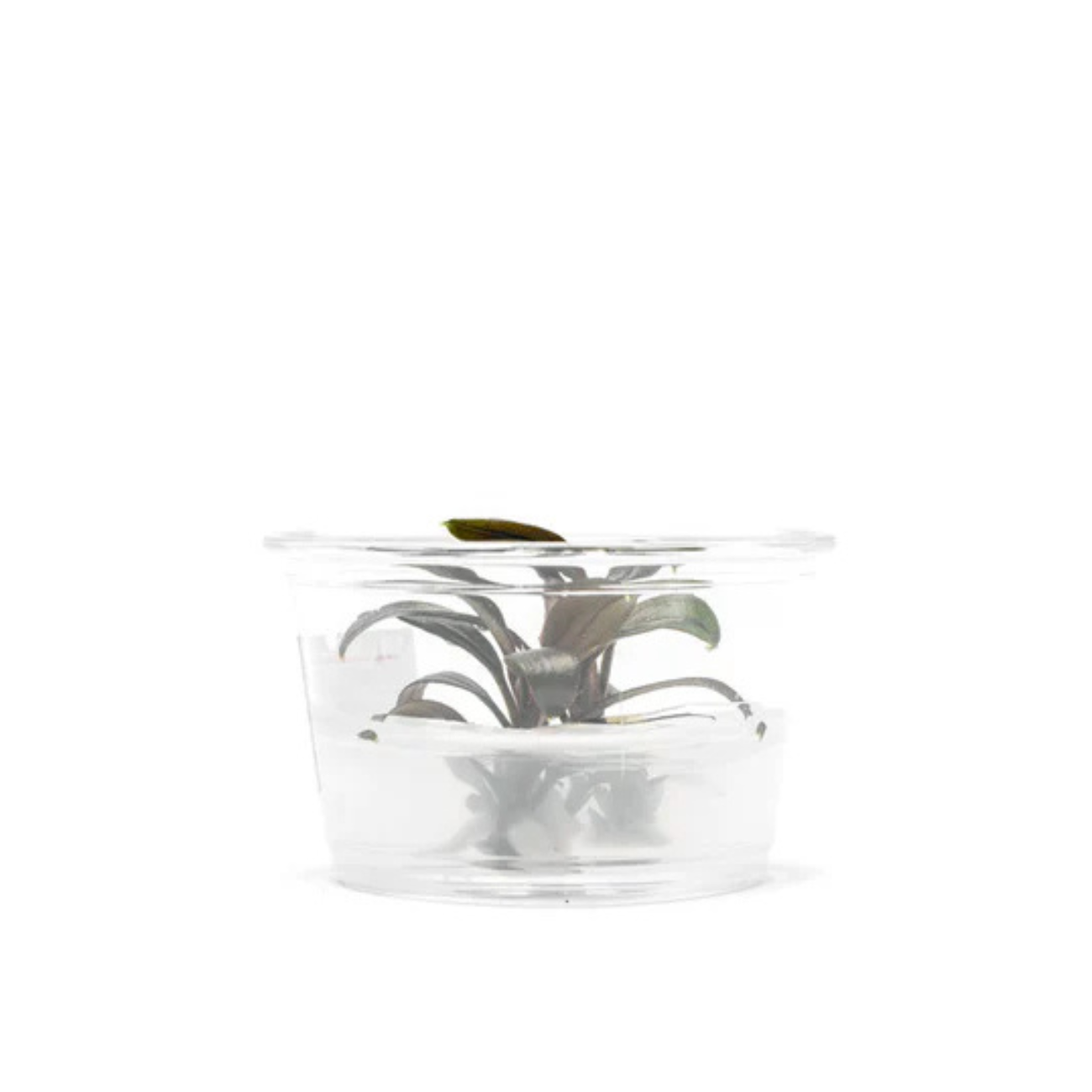 Bucephalandra Brownie Ghost Small Cup In-vitro