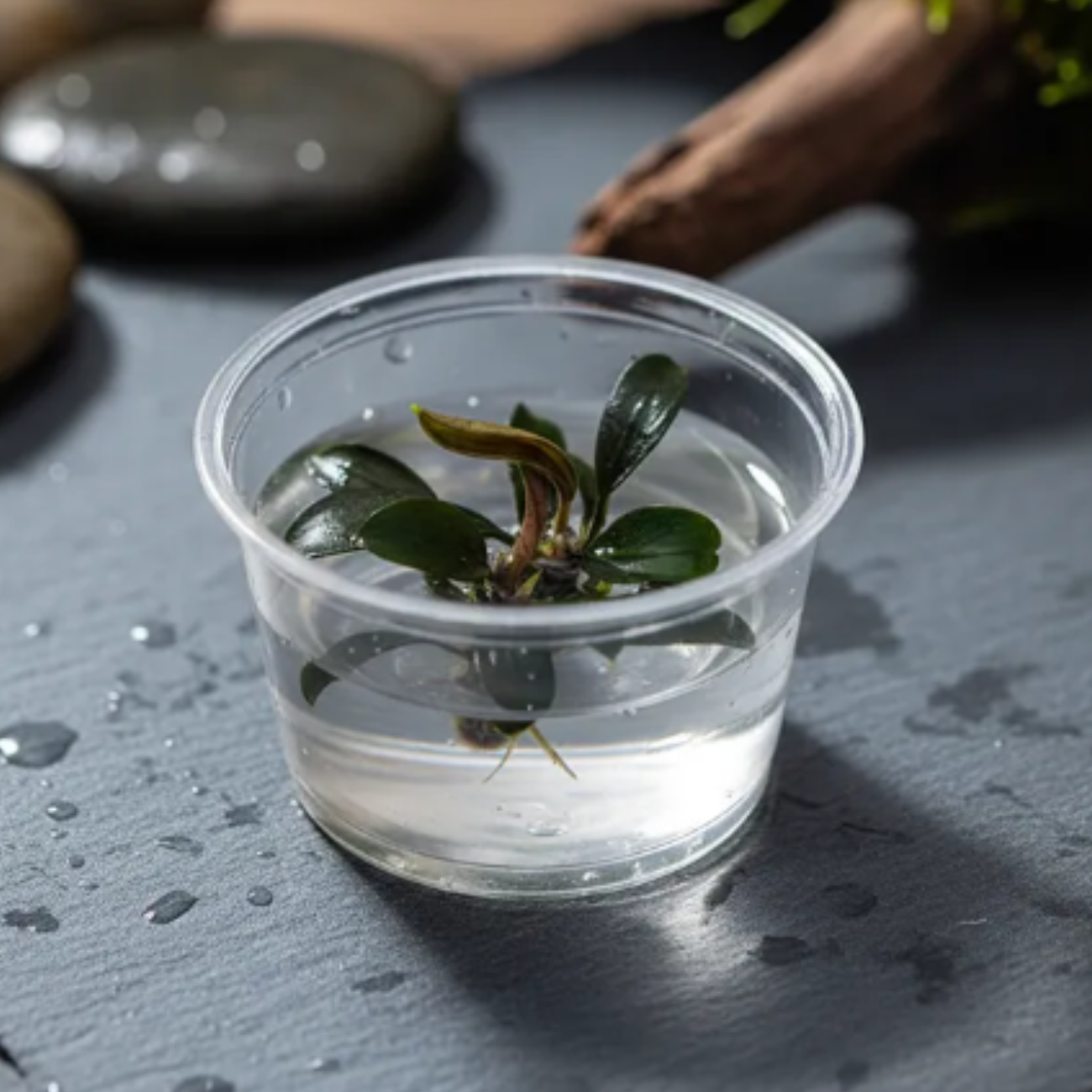 Bucephalandra Brownie Ghost Small Cup In-vitro