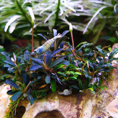 Bucephalandra distintas variedades