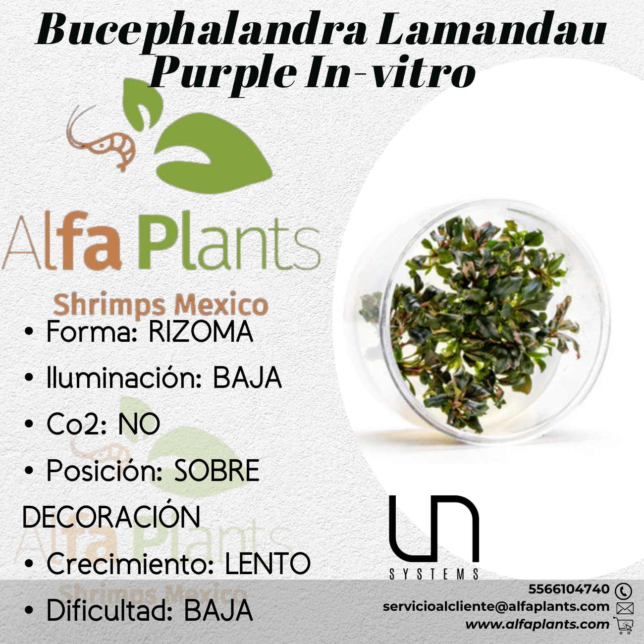 Bucephalandra Lamandau Purple In-vitro Ultum Nature Systems