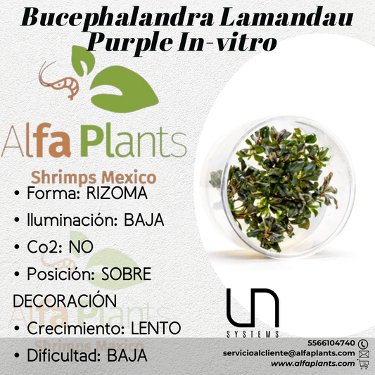 Bucephalandra Lamandau Purple In-vitro Ultum Nature Systems