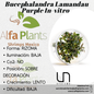 Bucephalandra Lamandau Purple In-vitro Ultum Nature Systems